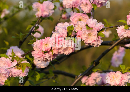 Flowering almond (Prunus triloba 'Multiplex') Stock Photo