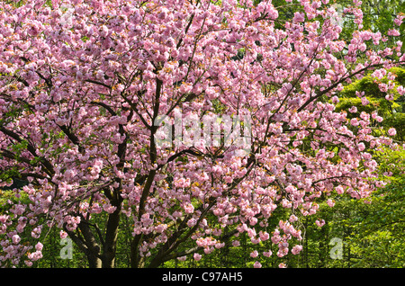 Oriental cherry (Prunus serrulata 'Kanzan') Stock Photo