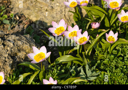 Wild tulip (Tulipa saxatilis 'Lilac Wonder' syn. Tulipa bakeri 'Lilac Wonder') Stock Photo