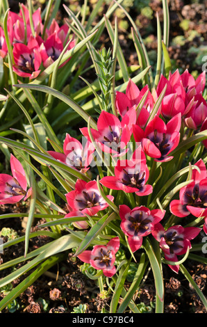 Wild tulip (Tulipa pulchella 'Eastern Star') Stock Photo