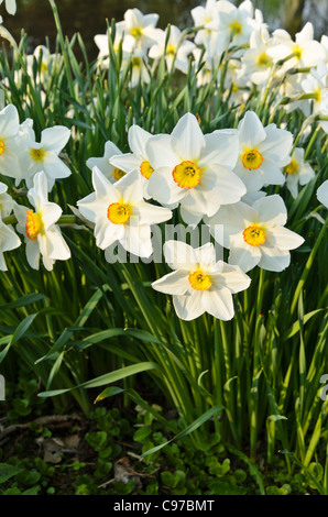 Poet's daffodil (Narcissus poeticus 'Actaea') Stock Photo