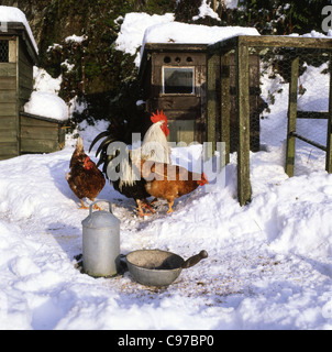 A cockerel and hens chickens pecking for food in the snow in winter Carmarthenshire Wales UK KATHY DEWITT Stock Photo