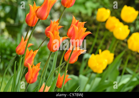 Lily-flowered tulip (Tulipa Ballerina) Stock Photo