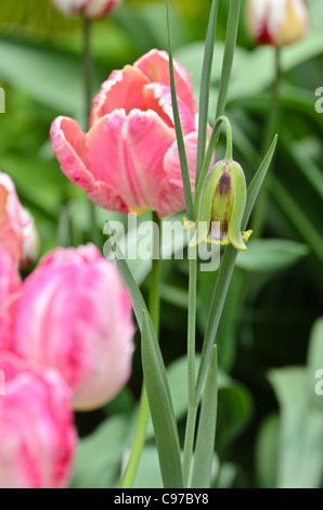 Lebanese fritillary (Fritillaria acmopetala) and parrot tulip (Tulipa Apricot Parrot) Stock Photo