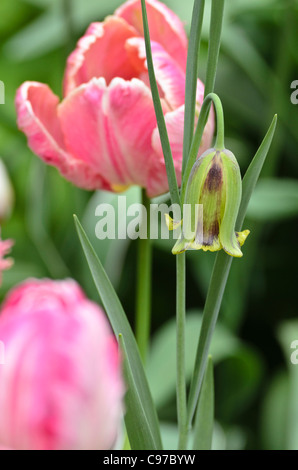 Lebanese fritillary (Fritillaria acmopetala) and parrot tulip (Tulipa Apricot Parrot) Stock Photo