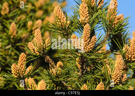 Dwarf mountain pine (Pinus mugo) Stock Photo