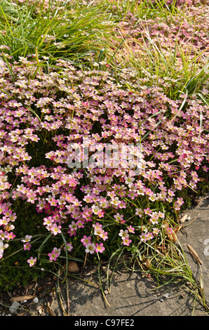Mossy saxifrage (Saxifraga x arendsii) Stock Photo