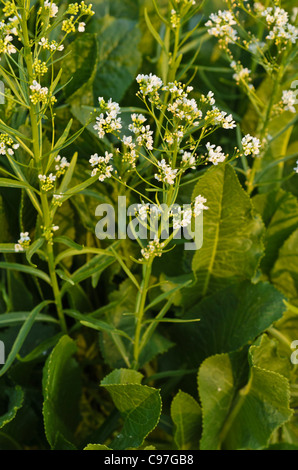 Horseradish (Armoracia rusticana) Stock Photo