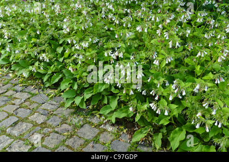 Dwarf comfrey (Symphytum grandiflorum) Stock Photo