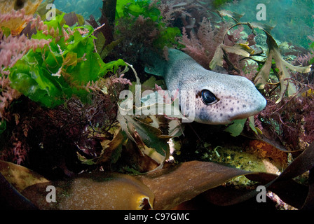 A Lesser Spotted Catshark (Scyliorhinus canicula) rests in shallow waters, England. Stock Photo
