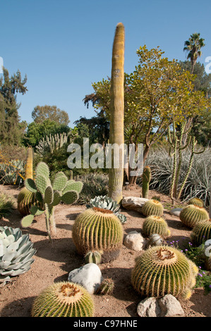 The Huntington, Library Art Collections, Botanical Gardens, cactus succulents garden  San Marino California America Stock Photo