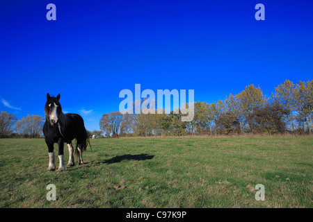 lonely two year-old irish tinker gipsy horse on autumnal meadow germany europe Stock Photo