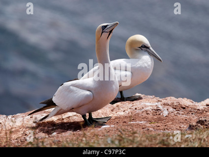 Northern Gannet, North Sea Island Heligoland, Schleswig-Holstein, Germany Stock Photo