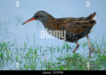 Water rail (Rallus aquaticus) on bank in winter, the Netherlands Stock Photo