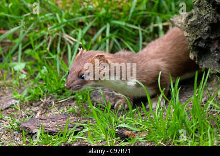 Ermine / stoat (Mustela erminea) hunting in forest Stock Photo