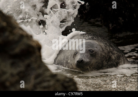 A Grey Seal Halichoerus grypus playing in the waves on a secluded beach in North Cornwall.