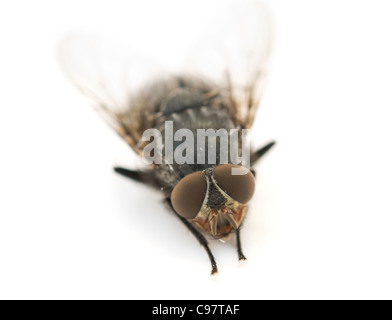 fly is isolated on a white background Stock Photo