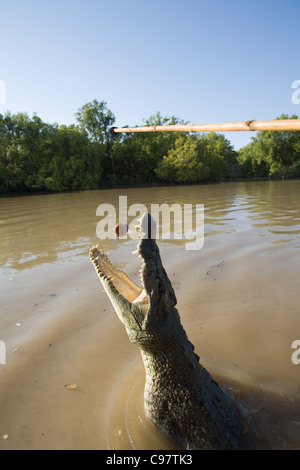 Wild saltwater crocodile (Crocodylus porosus) jumping for bait.  Adelaide River, Darwin, Northern Territory, Australia Stock Photo