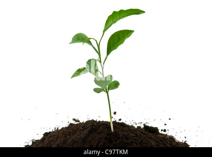 green plant growing from soil on a white background Stock Photo