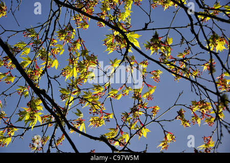 The delicate leaves of a Japanese acer in Spring looking towards the blue sky UK Stock Photo