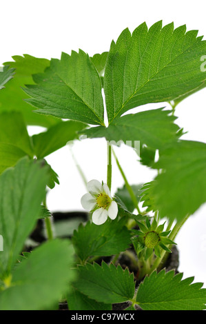 Strawberry plant with white flowers and green leaves growing in garden ...