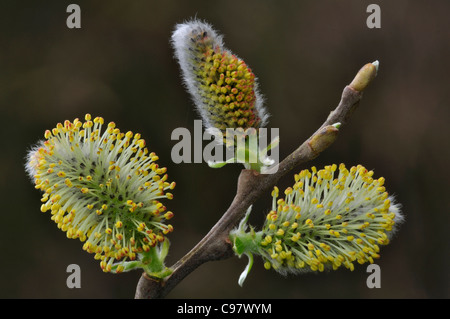 A twig of Goat willow catkins (Salix caprea) UK Stock Photo