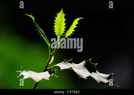 A branch of holly, with a new leaf, taken against the light Stock Photo