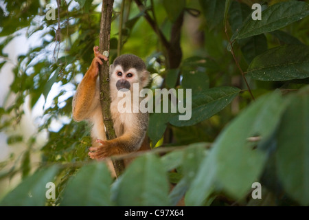 Squirrel monkey (Saimiri oerstedii) on tree in rainforest of Manuel Antonio National Park Manuel Antonio Puntarenas Costa Rica C Stock Photo