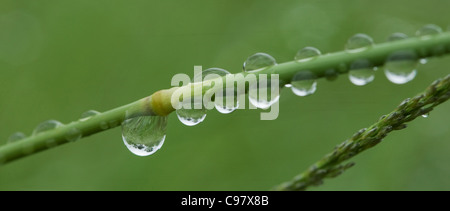 Row of water droplets on a plant stalk with inverted reflection of landscape Stock Photo