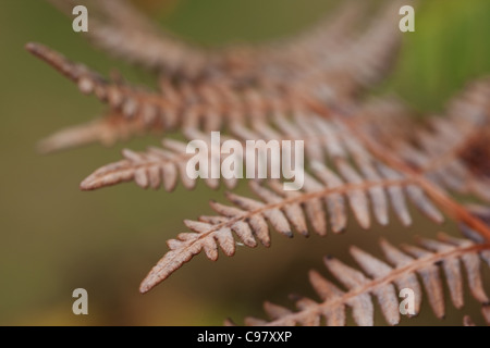 Close-up of dried fern fronds Stock Photo