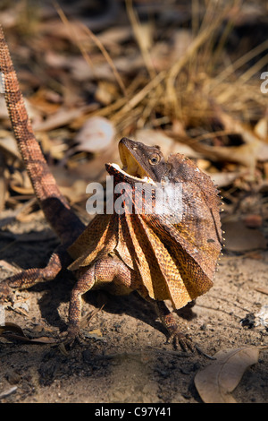 Frill-necked Lizard (Chlamydosaurus kingii).  Kakadu National Park, Northern Territory, Australia Stock Photo