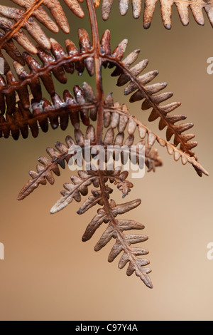 Close-up of dried fern fronds Stock Photo