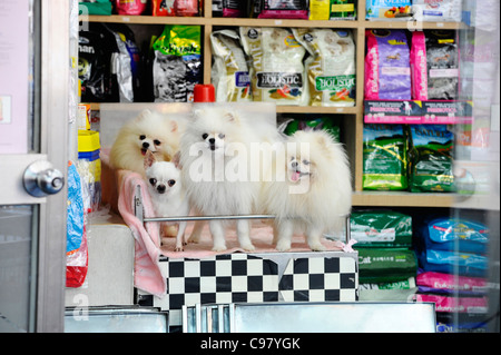 Dogs sale in south petshop hi-res stock photography and images - Alamy
