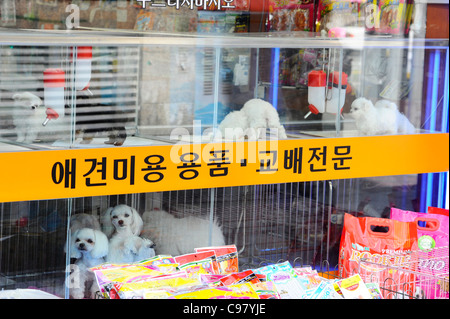 South korea pusan petshop pet shop window display korean andym hi