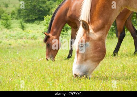 Two horses grazing on a lush green summer pasture Stock Photo