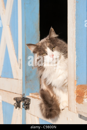Diluted calico cat sitting on a half door of a blue barn, peeking out at the viewer Stock Photo