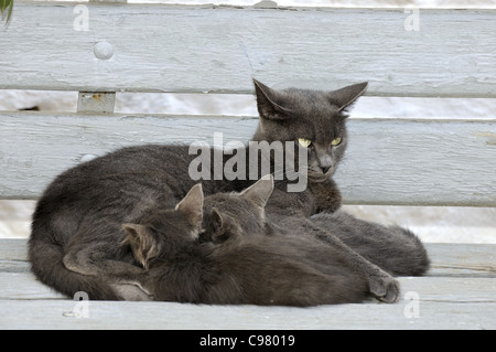 Cat feeding kittens in Hydra island, Greece Stock Photo