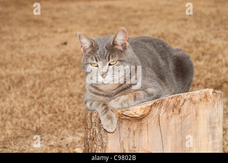 Blue tabby cat resting on top of a tree stump with dry winter grass background Stock Photo
