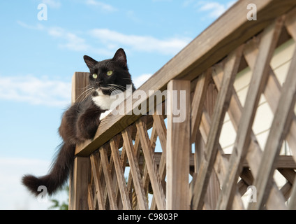 Tuxedo cat observing on deck railing Stock Photo