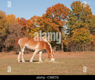 Belgian draft horse eating hay in fall pasture Stock Photo