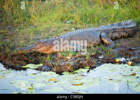 Estuarine crocodile (Crocodylus porosus).  Yellow Water Wetlands, Cooinda, Kakadu National Park, Northern Territory, Australia Stock Photo