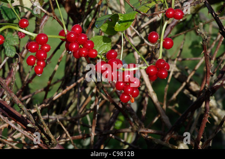 Black Bryony berries in a hedgerow, Anglesey, Wales, UK. Stock Photo