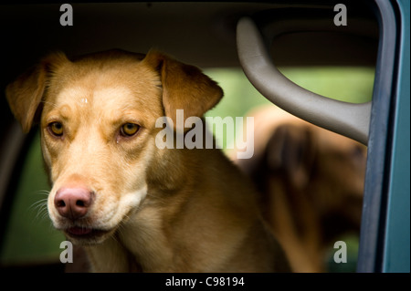 Dog at windows in a car - Denali National Park Alaska USA Stock Photo