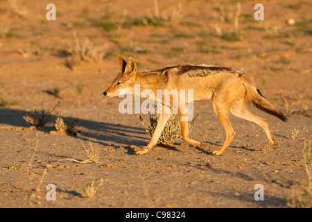 Black-backed jackal trotting (Canis mesomelas) Stock Photo