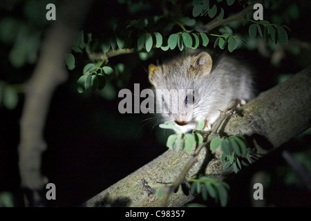 An Acacia tree rat (Thallomys paedulcus) sitting in a hole in a tree ...