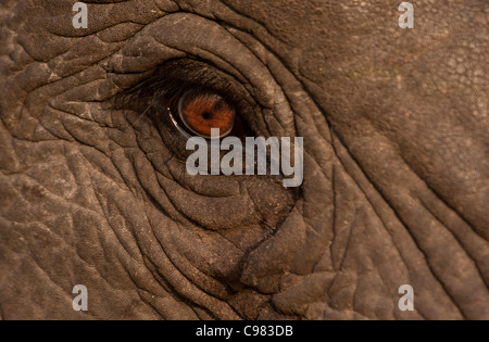 Elephant close-up of eye Stock Photo