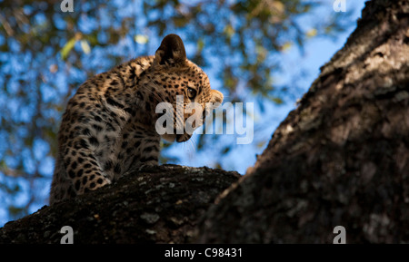 Leopard cub looking down from a tree Stock Photo