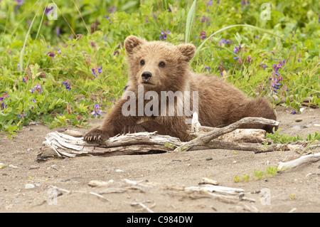 Stock photo of an Alaskan coastal brown bear cub laying on a piece of driftwood. Stock Photo