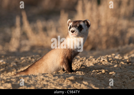 Stock photo of a wild black-footed ferret looking out from his burrow. Stock Photo