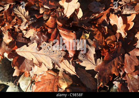 Brown oak leaves with drops of dew, autumn, English Lake District, Cumbria, UK Stock Photo